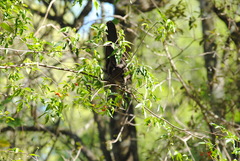 Cyanocorax cyanomelas