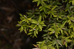 Acrotriche aggregata