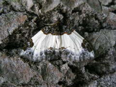 Mesoleuca albicillata