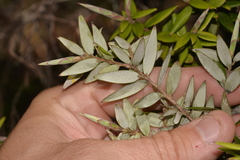 Acrotriche aggregata
