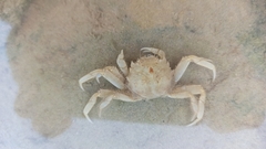 Cyrtograpsus