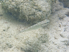 Amblygobius stethophthalmus