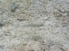 Amblygobius stethophthalmus