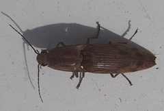 Conoderus fuscofasciatus