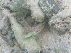 Cryptocentrus melanopus