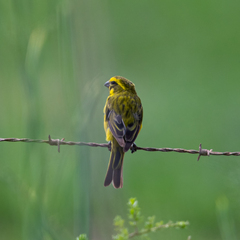 Crithagra sulphurata