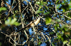 Coccyzus melacoryphus