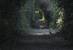 Crypturellus undulatus