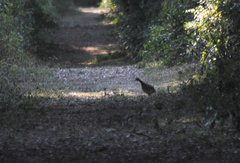 Crypturellus undulatus