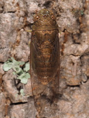 Dundubia spiculata