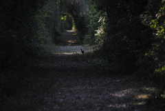 Crypturellus undulatus