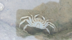 Cyrtograpsus