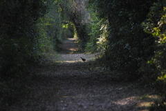 Crypturellus undulatus