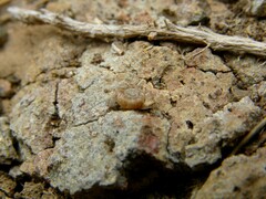 Steenbergia paupercula