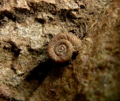 Steenbergia paupercula