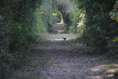 Crypturellus undulatus