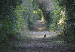 Crypturellus undulatus