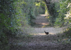 Crypturellus undulatus