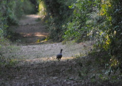 Crypturellus undulatus