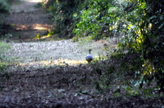 Crypturellus undulatus