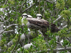Eurocephalus anguitimens