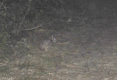 Sylvilagus brasiliensis