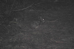 Sylvilagus brasiliensis