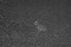 Sylvilagus brasiliensis