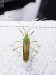 Homoeocerus angulatus