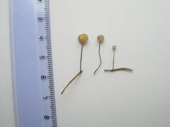 Marasmius wettsteinii