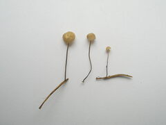 Marasmius wettsteinii