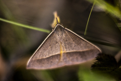 Epidesmia chilonaria