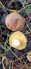 Suillus bellinii