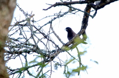 Cyanocorax cyanomelas