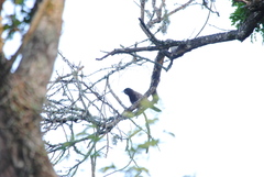 Cyanocorax cyanomelas