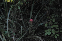 Ananas comosus bracteatus