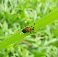 Lycidae