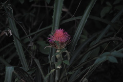 Ananas comosus bracteatus