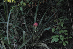 Ananas comosus bracteatus