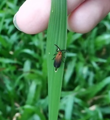 Lycidae