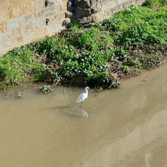 Egretta garzetta