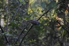 Thamnophilus caerulescens
