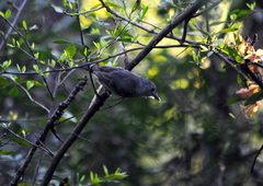 Thamnophilus caerulescens