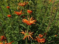 Leonotis leonurus