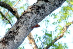 Sittasomus griseicapillus