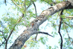 Sittasomus griseicapillus