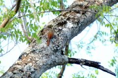 Sittasomus griseicapillus