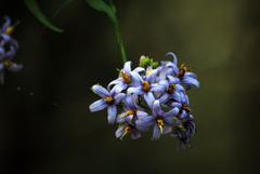 Solanum angustifidum