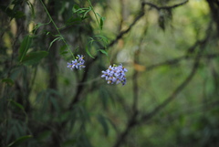 Solanum angustifidum