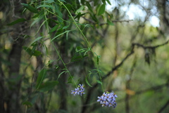 Solanum angustifidum